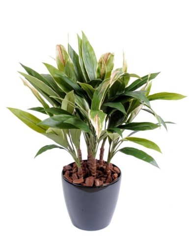 DRACHENBAUM CORDYLINE BÜSCHEL