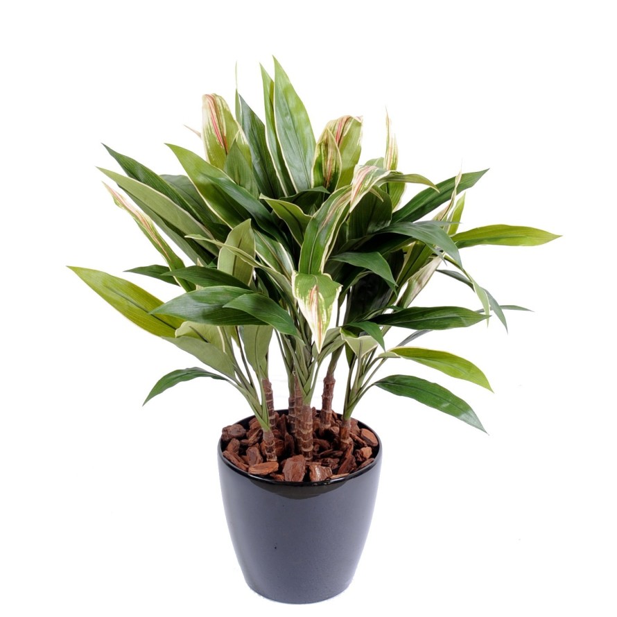 DRACAENA CORDYLINE MATA
