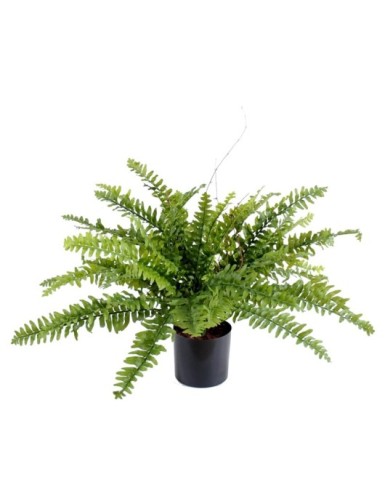 HELECHO BOSTON *42 EN MACETA