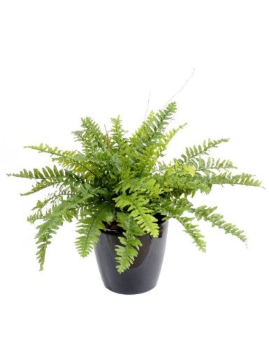 FARN BOSTON *42 IM TOPF