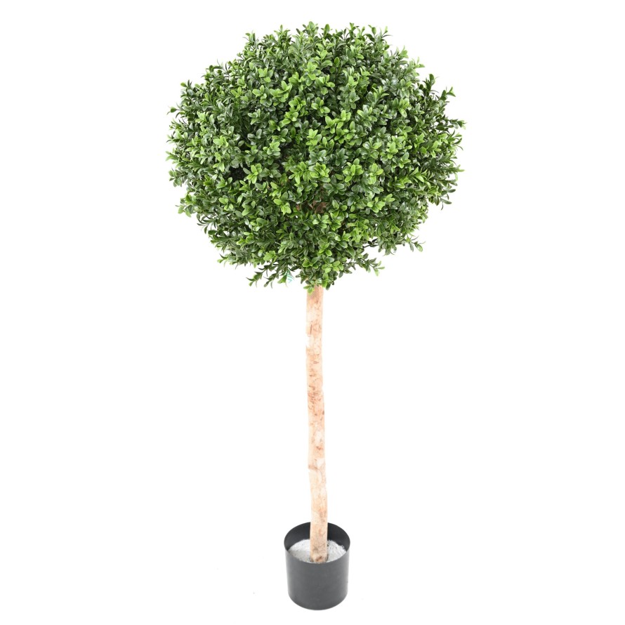 BUCHSBAUM STAMM KUGEL NEW