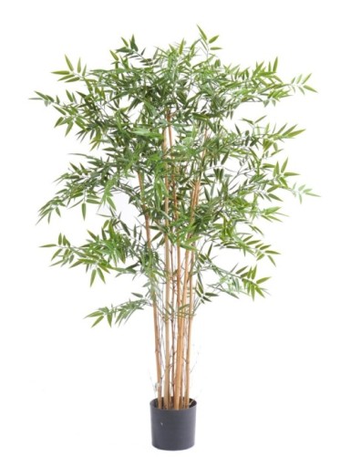 BAMBÚ JAPONÉS PLÁST....
