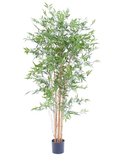 BAMBUS JAPANESE PLAST UV