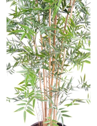 BAMBÚ JAPONÉS PLÁST. RESISTENTE A LOS RAYOS UV
