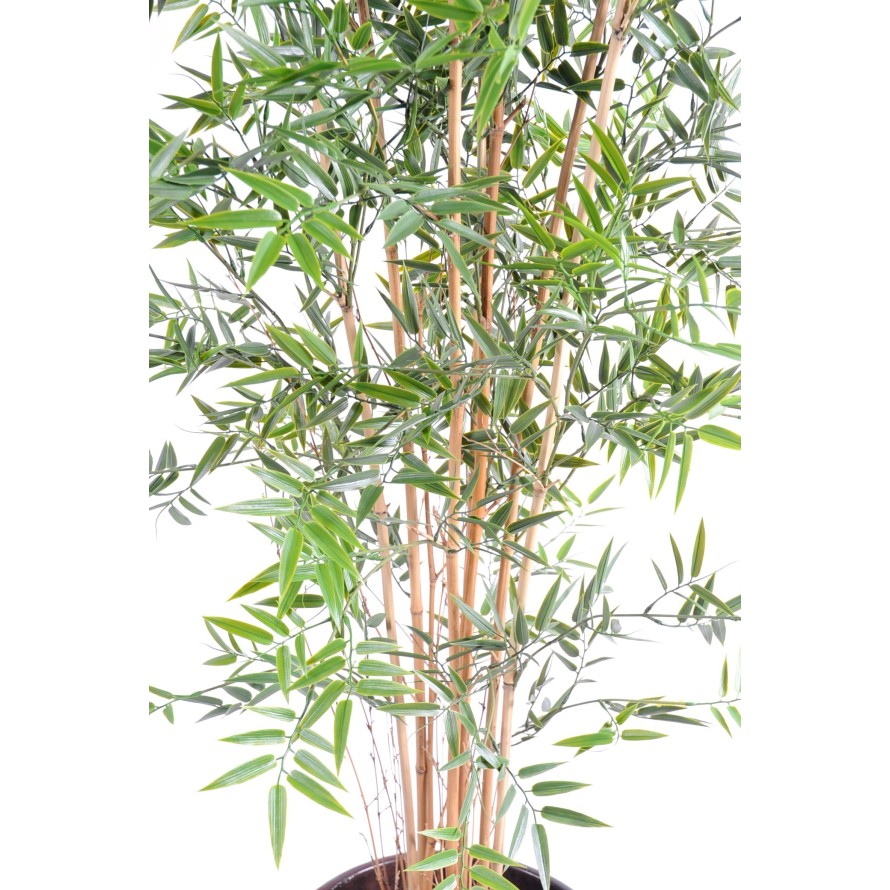 BAMBÚ JAPONÉS PLÁST. RESISTENTE A LOS RAYOS UV