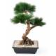 BONSAI PINE TREE IN THE CUP