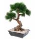 BONSAI PINE TREE IN THE CUP