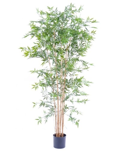 BAMBÚ JAPONÉS PLÁST....