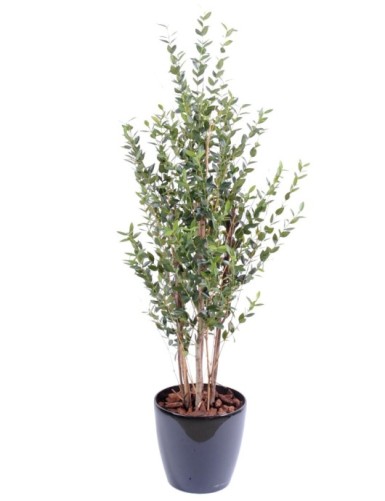 EUCALYPTUS MINI BUSH 130 CM