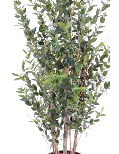 EUCALYPTUS MINI BUSH 130 CM