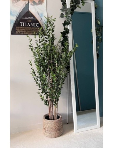 EUCALYPTUS MINI BUISSON 130 CM