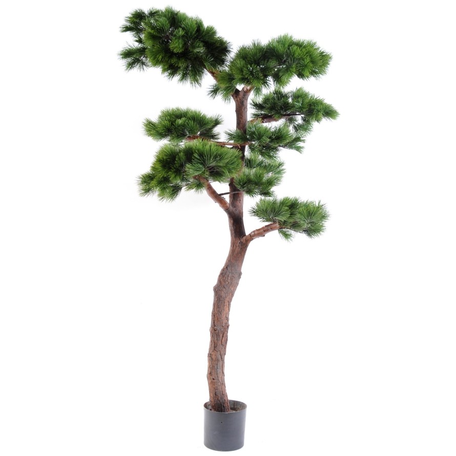 KIEFER BONSAI UV