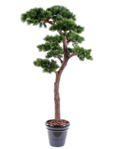 KIEFER BONSAI UV