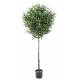 OLIVE TREE artificial HEAD BALL