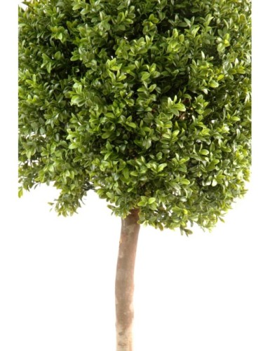 BUCHSBAUM STAMM KUGEL NEW