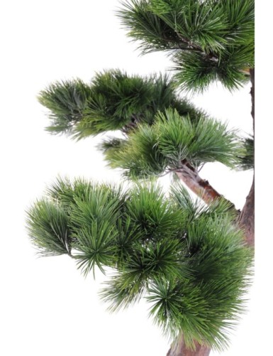 PINO BONSÁI RESISTENTE A LOS RAYOS UV