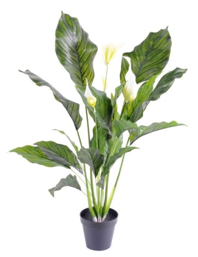 ESPATIFILO (Lirio de la...