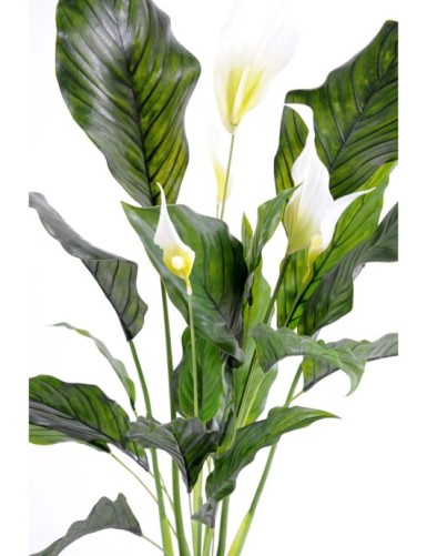 SPATHIPHYLLUM PLAST 5 Fl