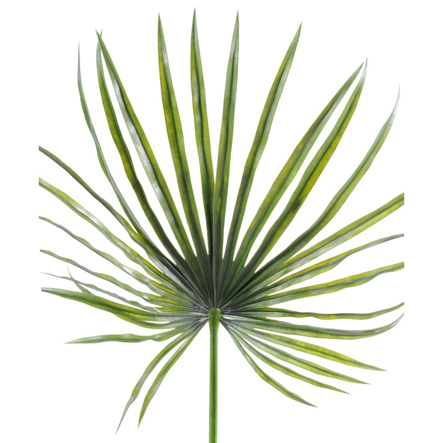 PALME ZWERGWÜCHSIG PLAST