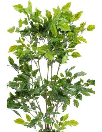 PALO DE ROSA PLÁST.