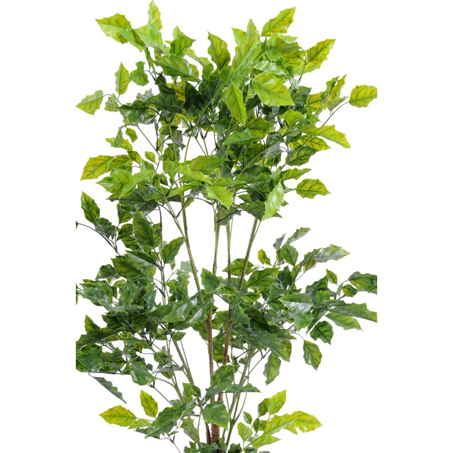 PALO DE ROSA PLÁST.