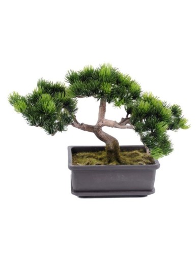 BONSÁI PINO MINI