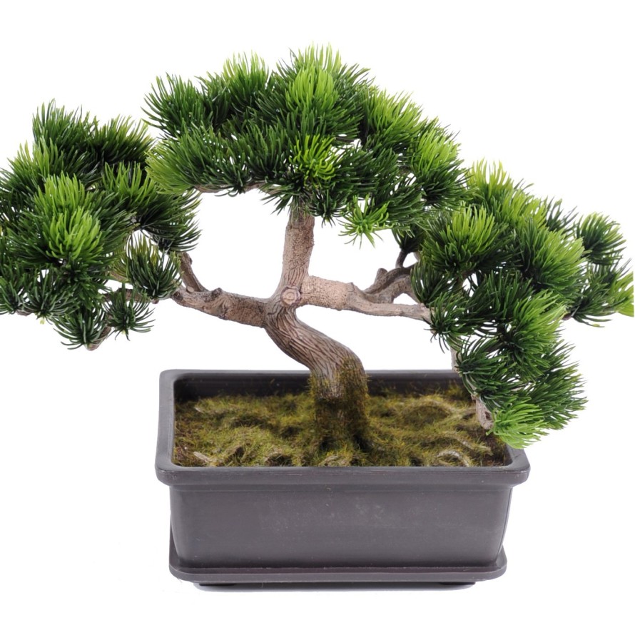 BONSAI KIEFER MINI