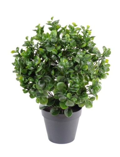 PEPEROMIA PLAST BUSCH