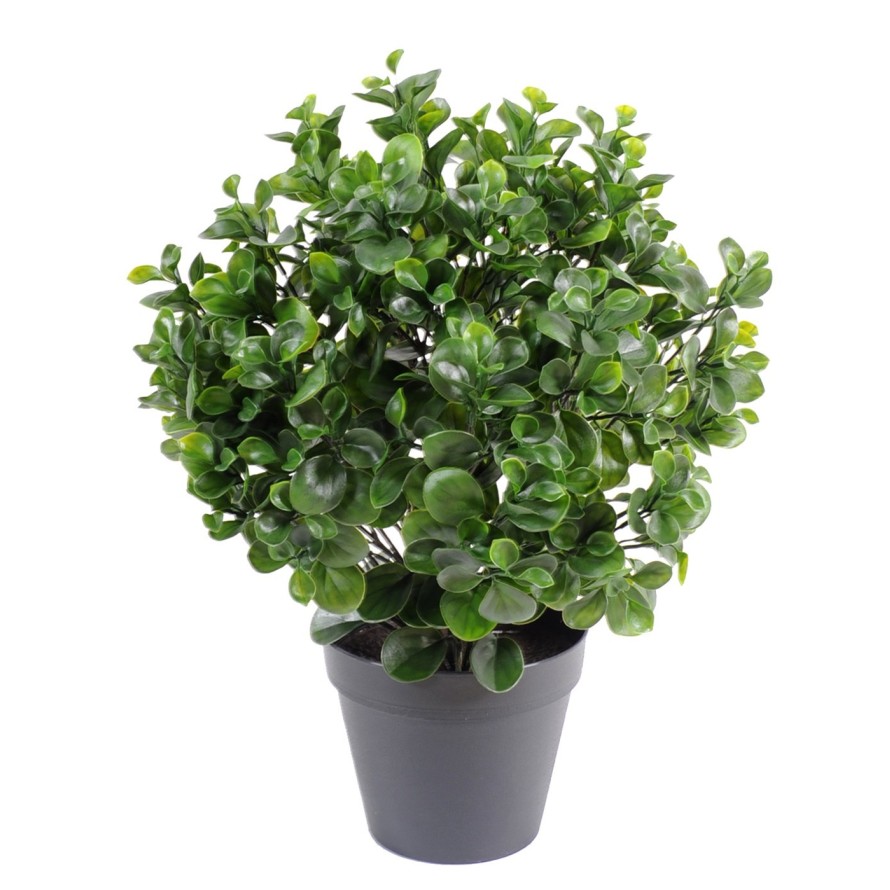 PEPEROMIA PLÁST. ARBUSTO