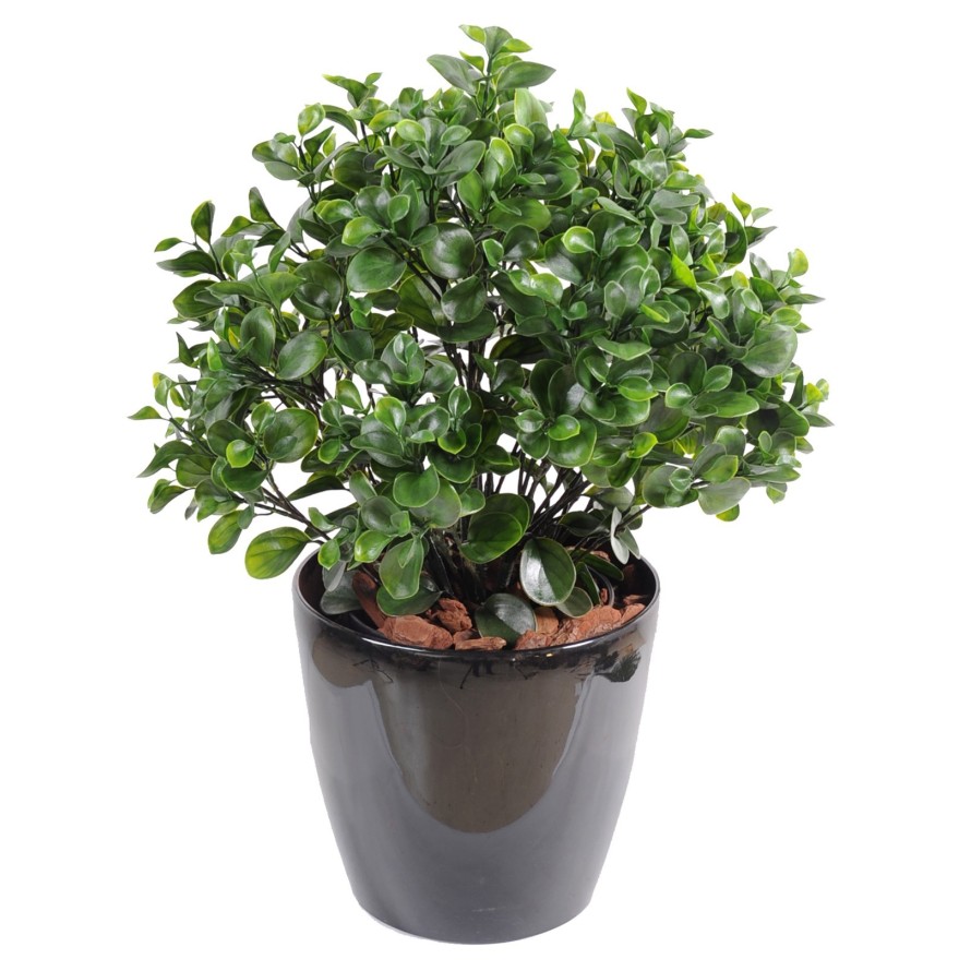 PEPEROMIA PLAST BUSCH