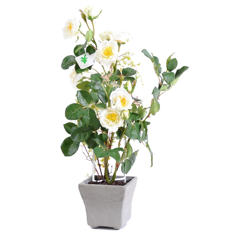 ROSA EN MACETA 50 CM