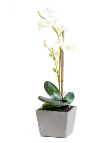 PHALAENOPSIS ORQUÍDEA EN...