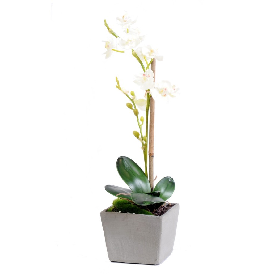 PHALAENOPSIS TOPF grau