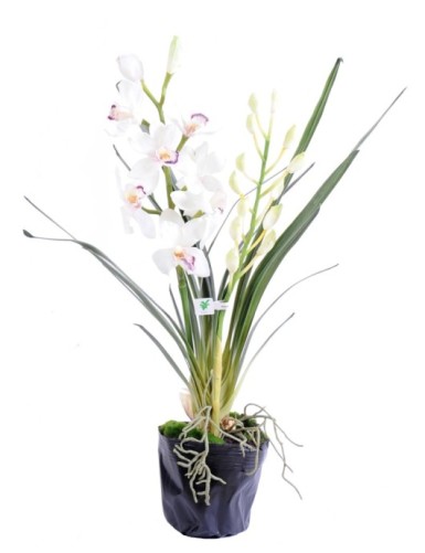 CYMBIDIUM PFLANZE 80 CM