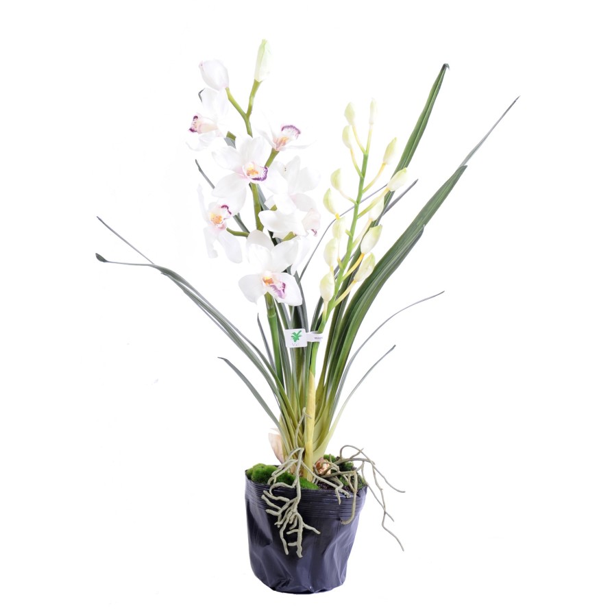 CYMBIDIUM PLANTA 80 CM