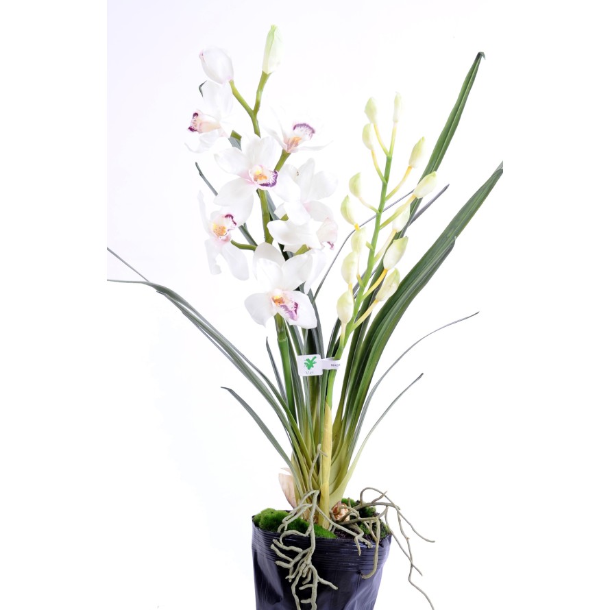 CYMBIDIUM PLANTA 80 CM