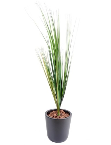 HIERBA DE CEBOLLA SIN...