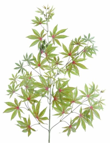 ARALIA NEW ZWEIG *44