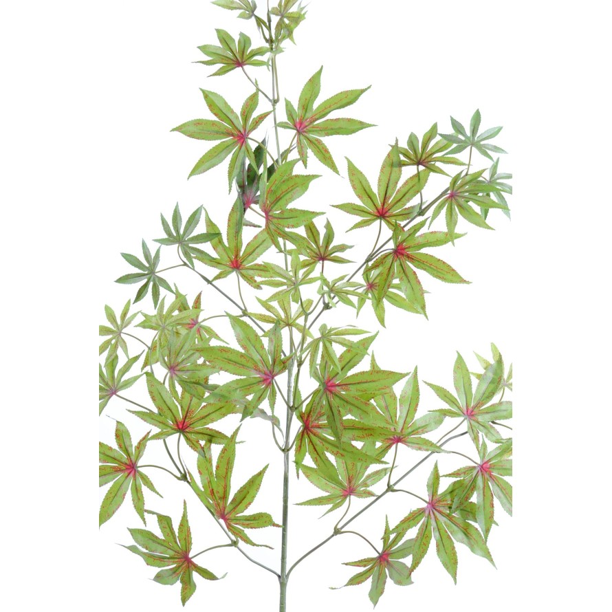 ARALIA NEW ZWEIG *44