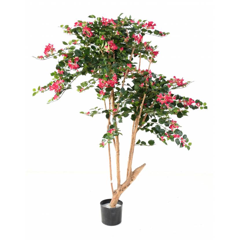 BOUGAINVILLEE ROOT 160