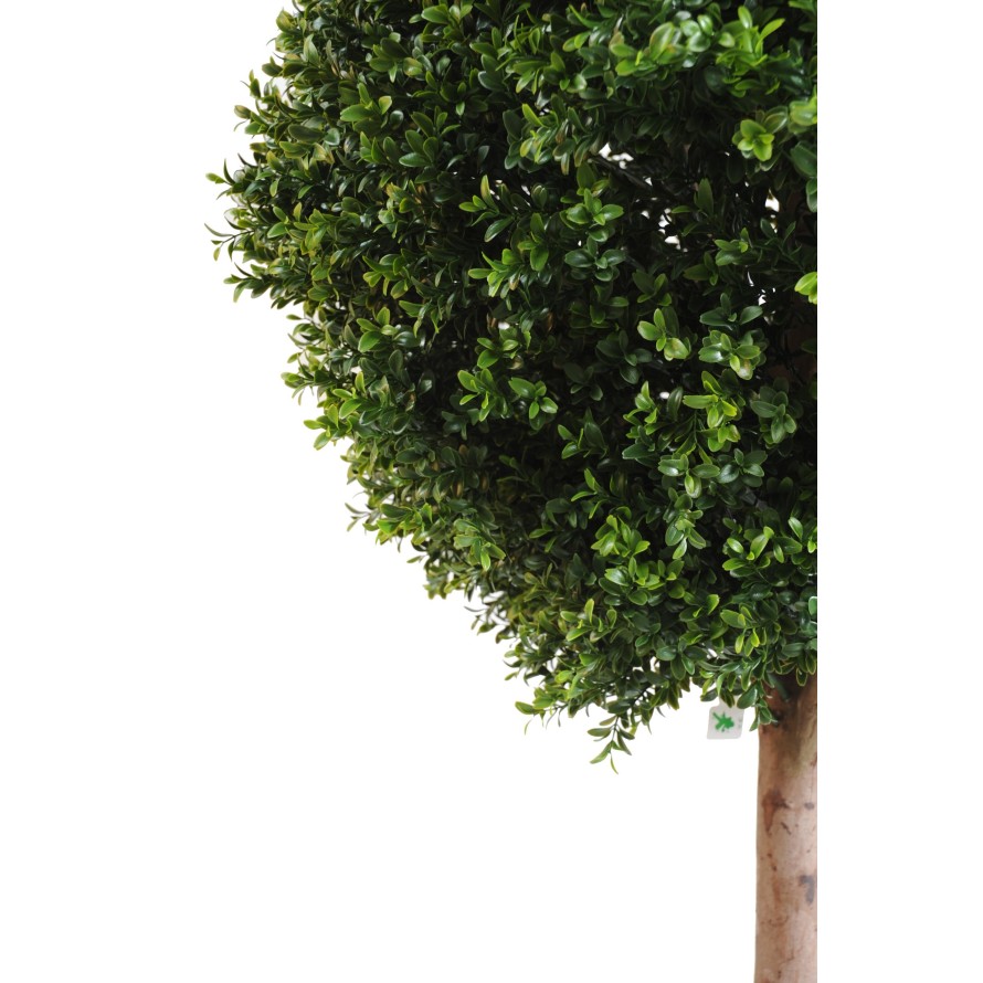 BUCHSBAUM STAMM KUGEL NEW