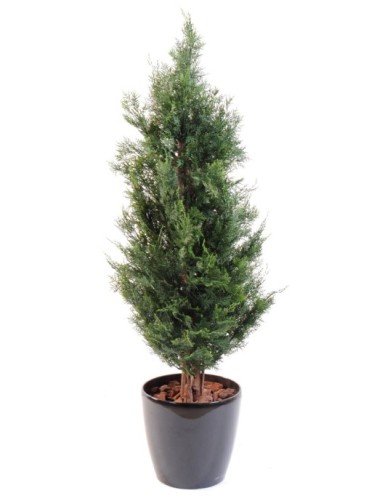 CIPRÉS DE LAWSON RESISTENTE...