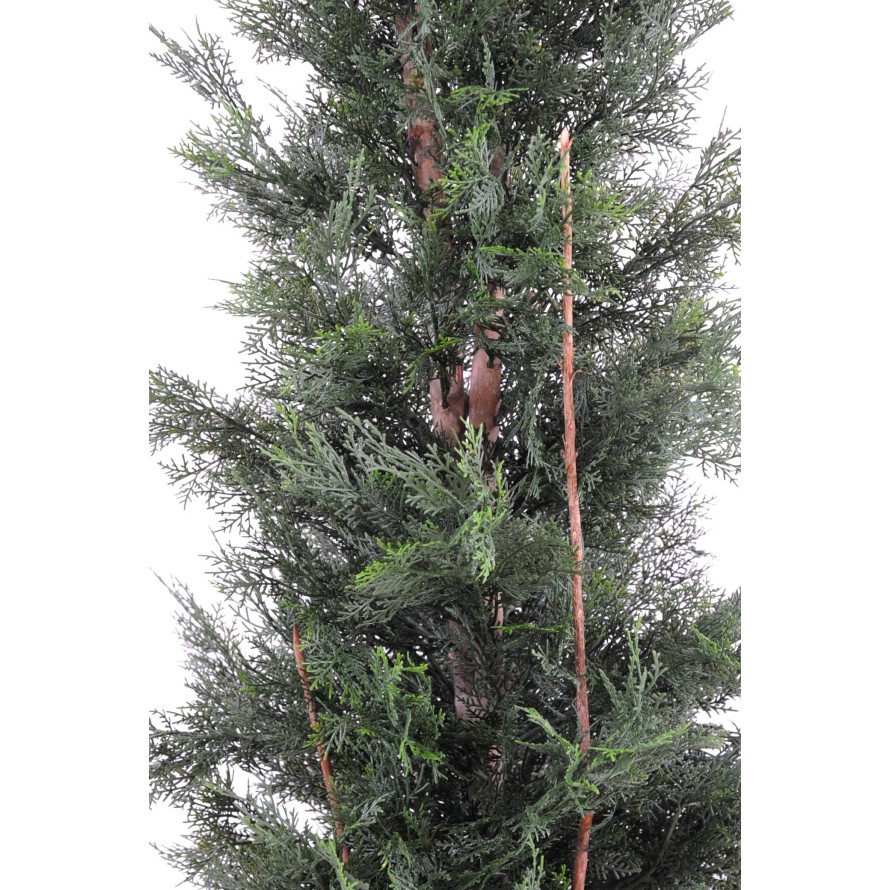 CIPRÉS DE LAWSON RESISTENTE A LOS RAYOS UV CHAMAECYPARIS