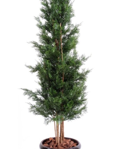 CIPRÉS DE LAWSON RESISTENTE A LOS RAYOS UV CHAMAECYPARIS