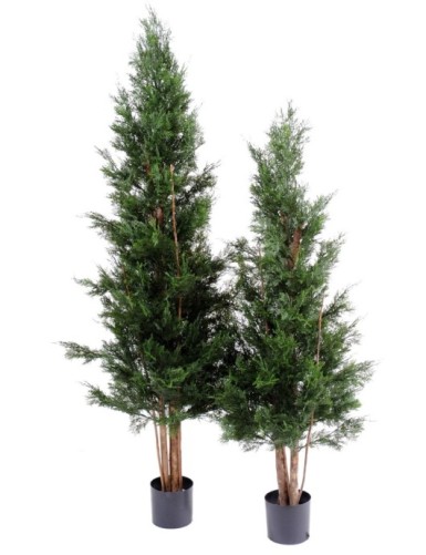 CIPRÉS DE LAWSON RESISTENTE A LOS RAYOS UV CHAMAECYPARIS