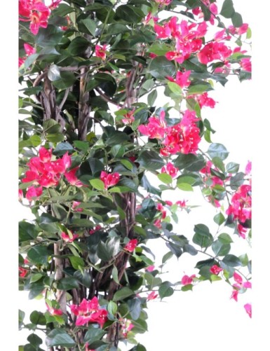 BOUGAINVILLEA (Drillingsblume) NEW LIANES