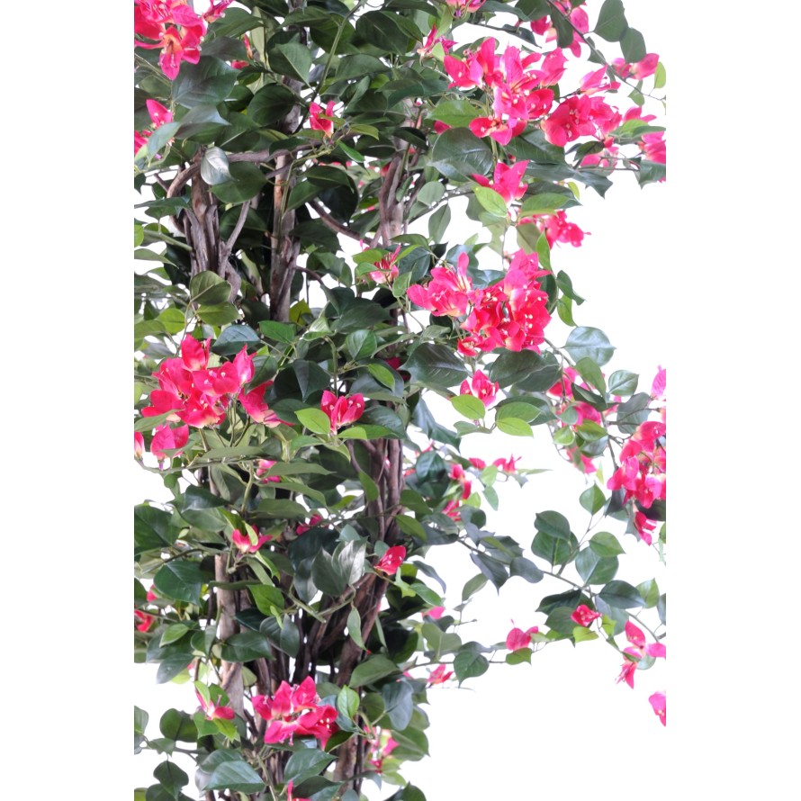 BOUGAINVILLEA (Drillingsblume) NEW LIANES