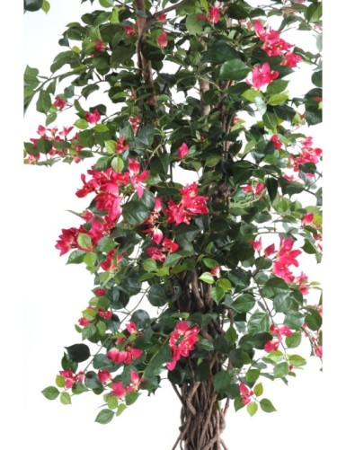 BOUGAINVILLEA (Drillingsblume) NEW LIANES