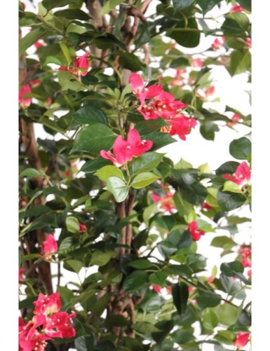 BUGANVILLA NEW LIANAS