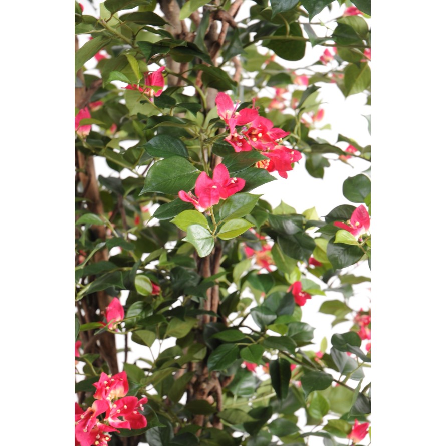 BOUGAINVILLEA (Drillingsblume) NEW LIANES